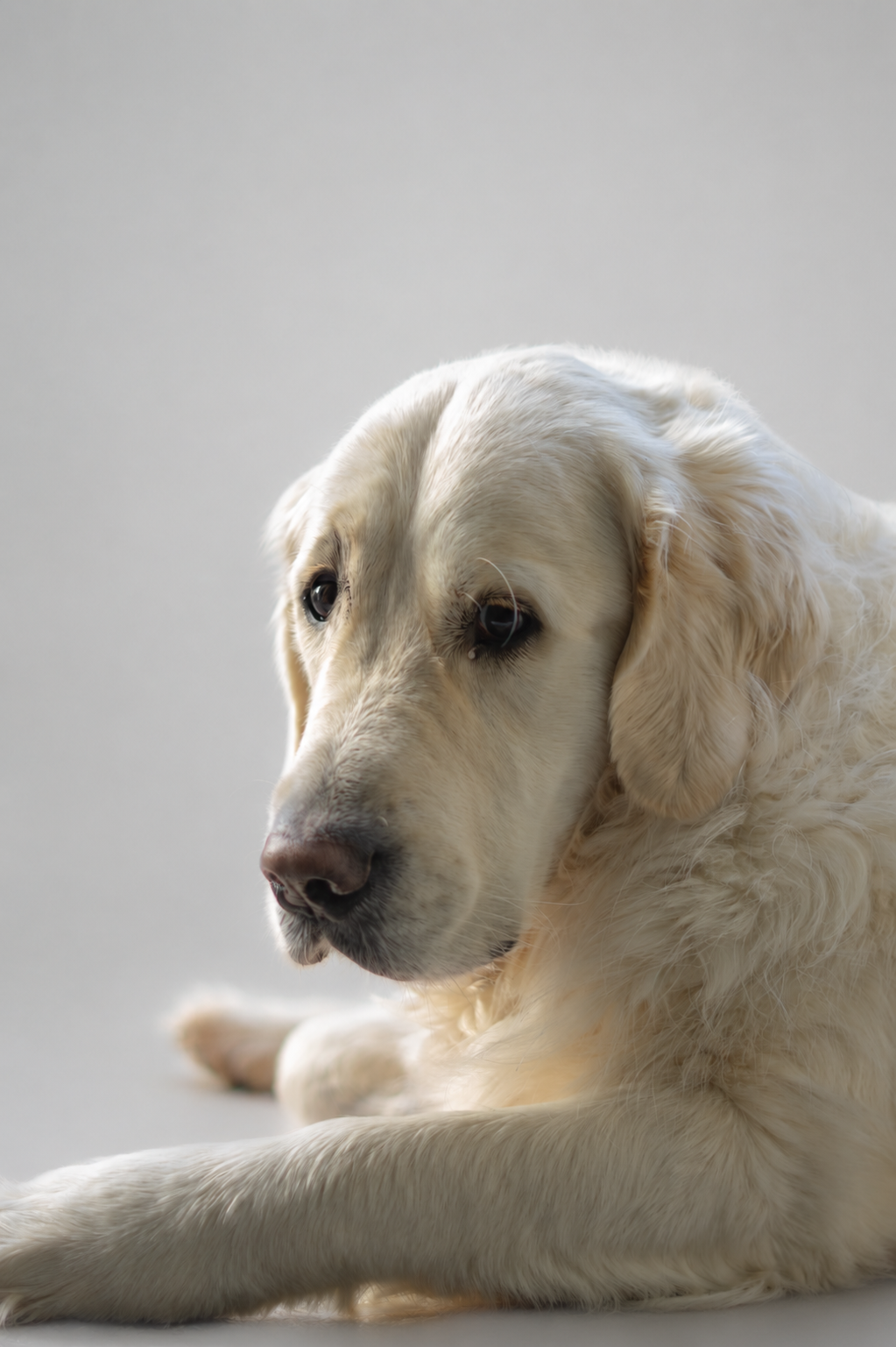 Ulyo, le chien médiateur